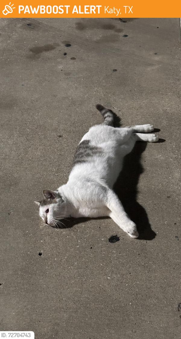 Found/Stray Unknown Cat last seen Planet Fitness, Katy, TX 77494