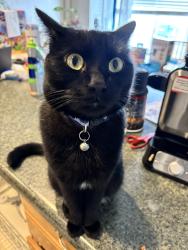 Lost Male Cat last seen Near and Grizzly, West Jordan, UT 84084