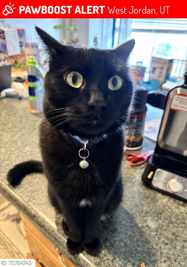 Lost Male Cat last seen Near and Grizzly, West Jordan, UT 84084