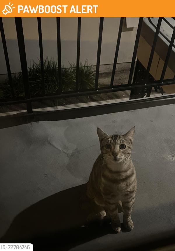 Found/Stray Unknown Cat last seen Sher Lane and Edinger near  Goods , Huntington Beach, CA 92647