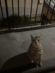 Found/Stray Unknown Cat last seen Sher Lane and Edinger near  Goods , Huntington Beach, CA 92647