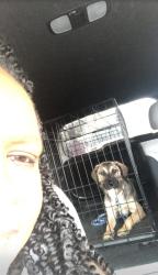 Lost Female Dog last seen Cloverglen and White Ash, Dallas, TX 75249