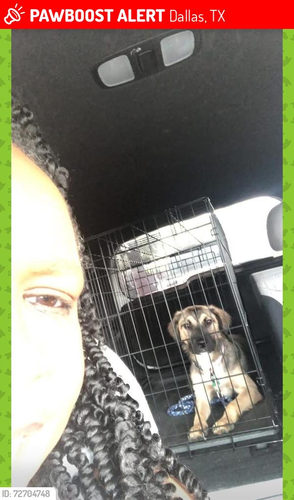 Lost Female Dog last seen Cloverglen and White Ash, Dallas, TX 75249