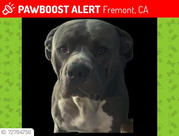 Lost Male Dog last seen Near old canyon road by the river , Fremont, CA 94536