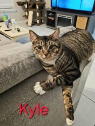 Lost Male Cat last seen 53rd Ave East, Bradenton, FL 34203