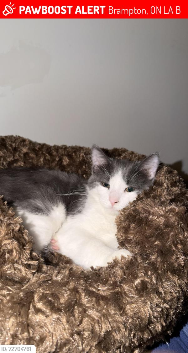 Lost Male Cat last seen Near Cadillac cre, Brampton, ON L7A 3B7