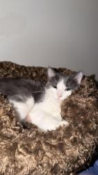 Lost Male Cat last seen Near Cadillac cre, Brampton, ON L7A 3B7