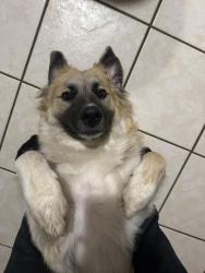Lost Male Dog last seen Plaza park prep academy , Evansville, IN 47715