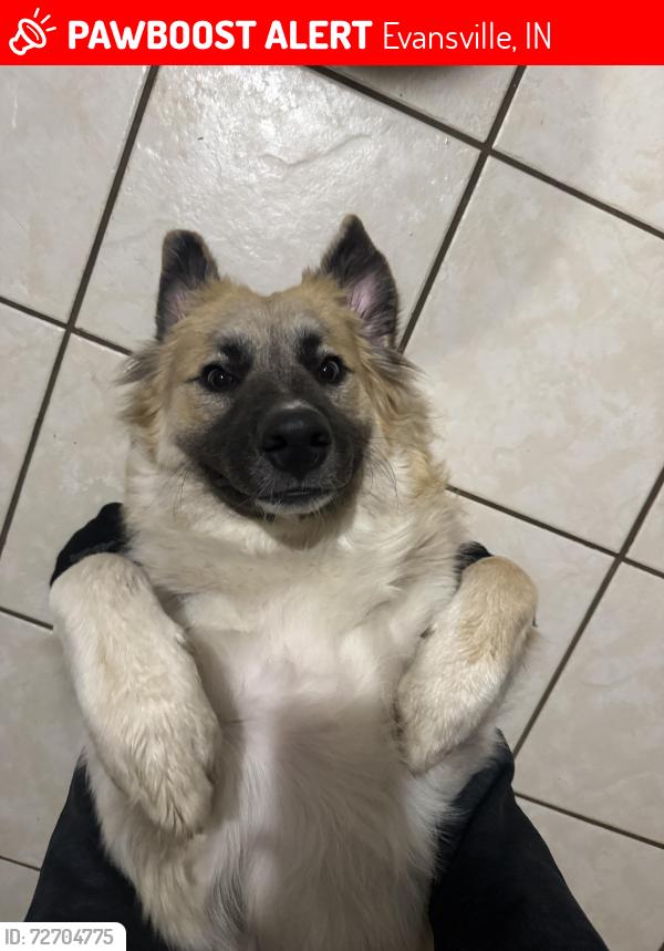 Lost Male Dog last seen Plaza park prep academy , Evansville, IN 47715