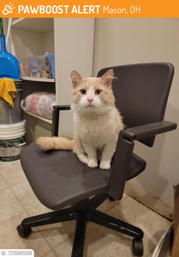 Found/Stray Male Cat last seen Socialville Fosters Rd., Mason, OH 45040