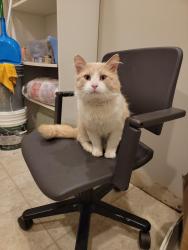 Found/Stray Male Cat last seen Socialville Fosters Rd., Mason, OH 45040