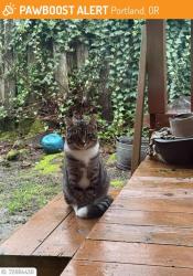 Lost Male Cat last seen Canyon rd Camelot CT , Portland, OR 97225