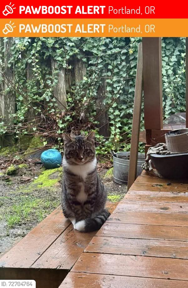 Lost Male Cat last seen Canyon rd Camelot CT , Portland, OR 97225
