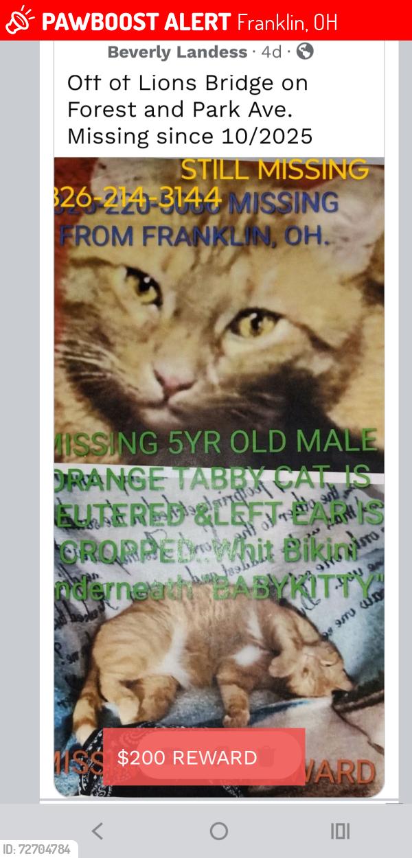 Lost Male Cat last seen Lions Bridge and Park Ave, Franklin, OH 45005