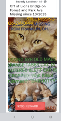 Lost Male Cat last seen Lions Bridge and Park Ave, Franklin, OH 45005