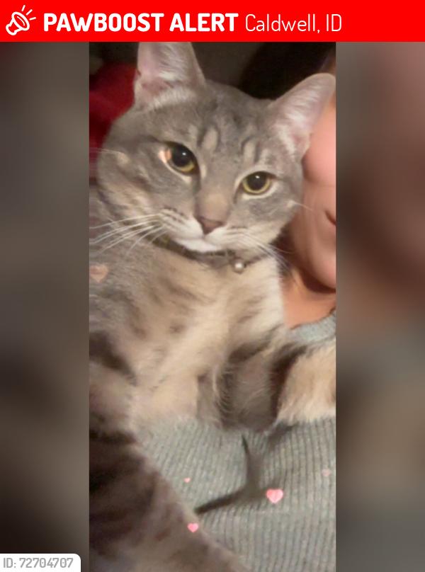 Lost Male Cat last seen Brittney hights subdivision , Caldwell, ID 83607