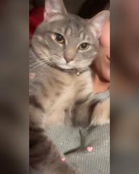 Lost Male Cat last seen Brittney hights subdivision , Caldwell, ID 83607