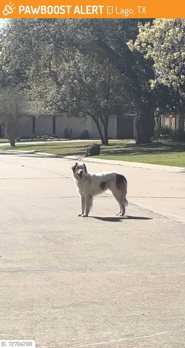 Found/Stray Unknown Dog last seen Cedar lane, El Lago, TX 77586