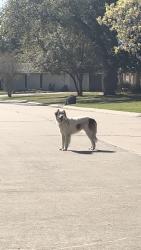 Found/Stray Unknown Dog last seen Cedar lane, El Lago, TX 77586