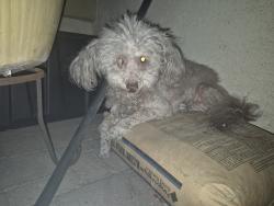 Found/Stray Unknown Dog last seen S 1st St and South mountain ave, Phoenix, AZ 85040