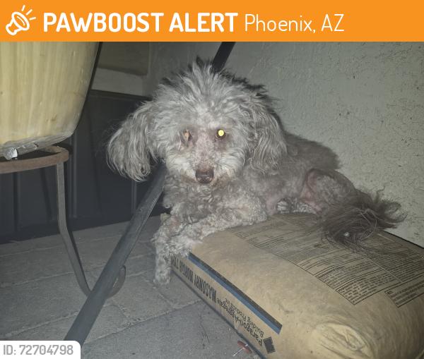 Found/Stray Unknown Dog last seen S 1st St and South mountain ave, Phoenix, AZ 85040