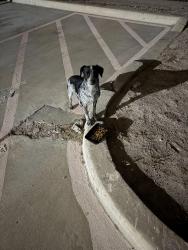 Found/Stray Unknown Dog last seen Near w Chapin st, Edinburg, TX 78541