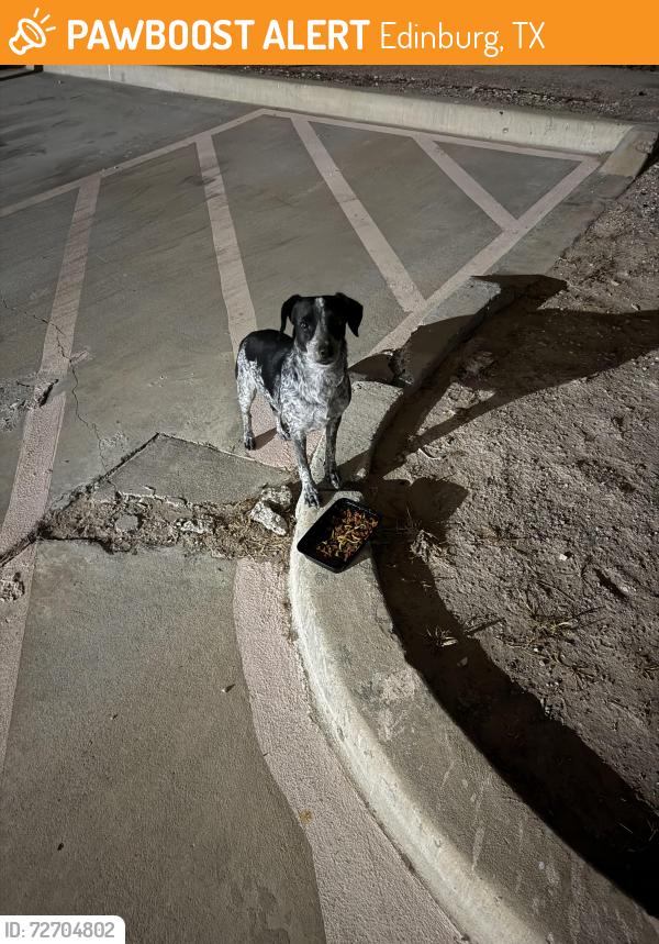 Found/Stray Unknown Dog last seen Near w Chapin st, Edinburg, TX 78541