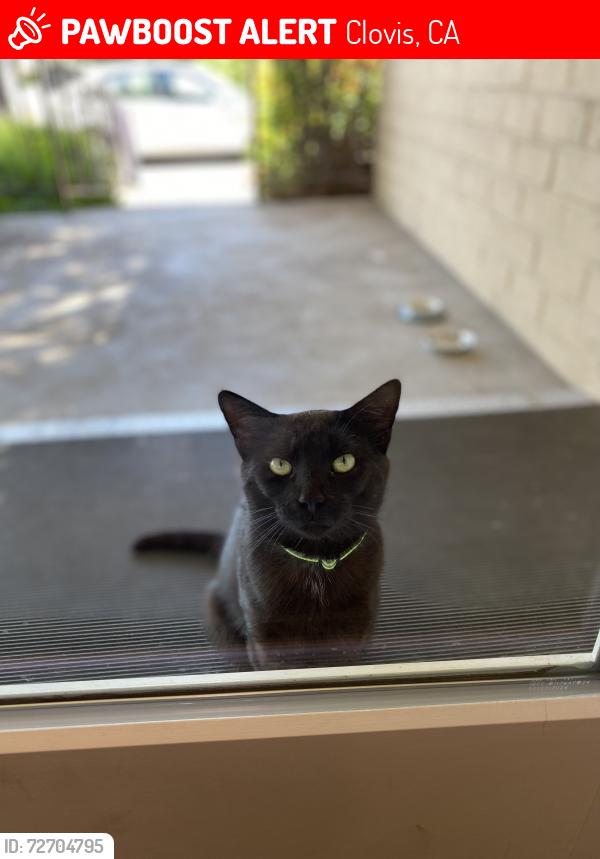 Lost Male Cat last seen 3rd and Pollasky-old town clovis, Clovis, CA 93612