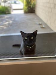 Lost Male Cat last seen 3rd and Pollasky-old town clovis, Clovis, CA 93612