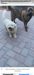 Lost Male Dog last seen Cactus 19 ave, Phoenix, AZ 85029