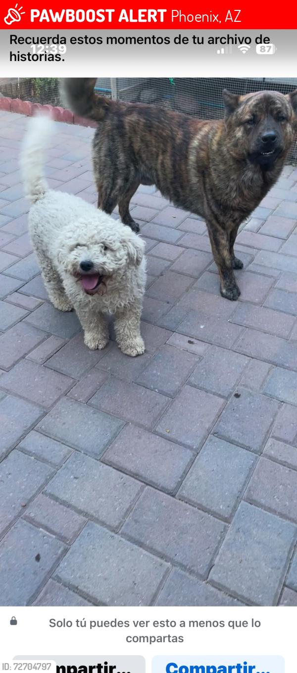 Lost Male Dog last seen Cactus 19 ave, Phoenix, AZ 85029