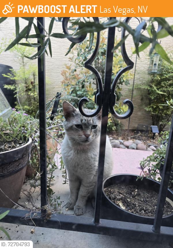 Found/Stray Unknown Cat last seen Charleston and buffalo, Las Vegas, NV 89145