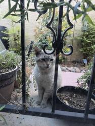 Found/Stray Unknown Cat last seen Charleston and buffalo, Las Vegas, NV 89145