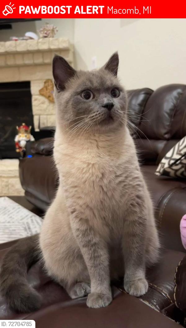 Lost Male Cat last seen Near Crenshaw Dr, Macomb, MI 48042, Macomb, MI 48042