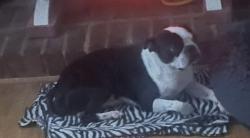 Lost Male Dog last seen 1/2 mile from steel bridge , Carrollton, GA 30116