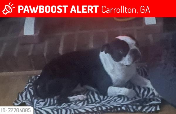 Lost Male Dog last seen 1/2 mile from steel bridge , Carrollton, GA 30116