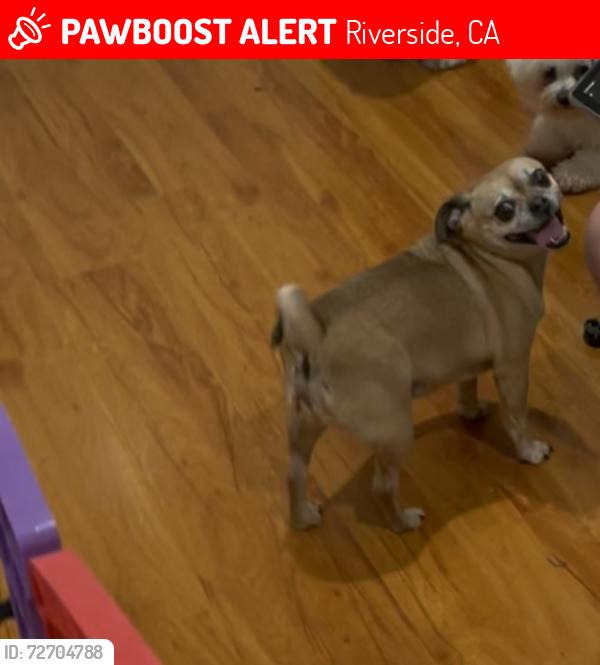 Lost Female Dog last seen Krameria & Wood, Riverside, CA 92508