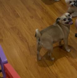 Lost Female Dog last seen Krameria & Wood, Riverside, CA 92508