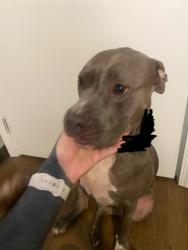 Found/Stray Female Dog last seen Olive Street , Knoxville, TN 37915