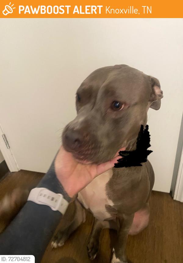 Found/Stray Female Dog last seen Olive Street , Knoxville, TN 37915