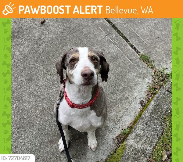 Found/Stray Male Dog last seen 107th ave se and se 11th st, Bellevue, WA 98004