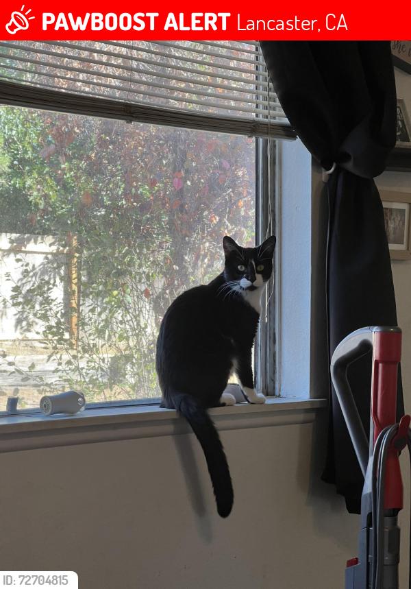 Lost Male Cat last seen 4th st E, Lancaster, CA 93535