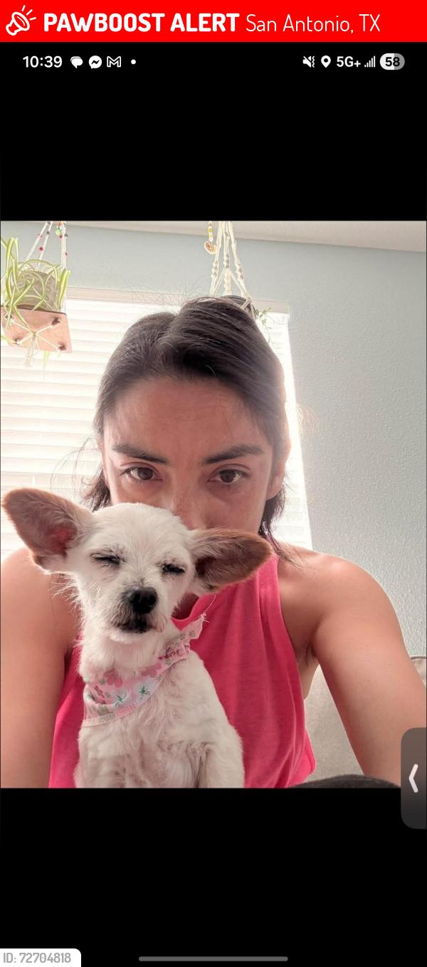 Lost Female Dog last seen Mainland and old village drive , San Antonio, TX 78250
