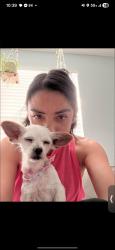 Lost Female Dog last seen Mainland and old village drive , San Antonio, TX 78250