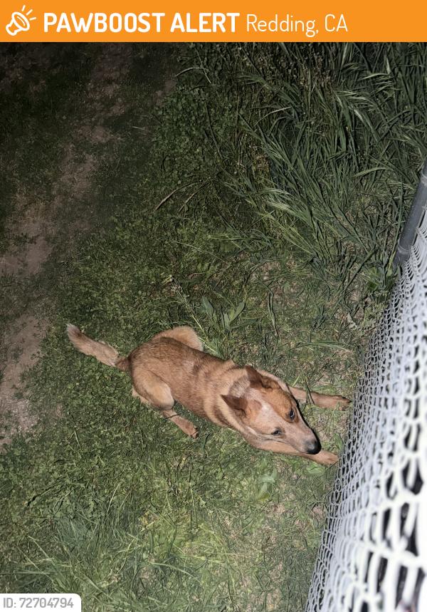 Found/Stray Male Dog last seen alley way behind south st garden tract , Redding, CA 96001