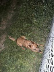 Found/Stray Male Dog last seen alley way behind south st garden tract , Redding, CA 96001