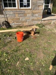 Found/Stray Male Dog last seen Vine city near belt line, Atlanta, GA 30318
