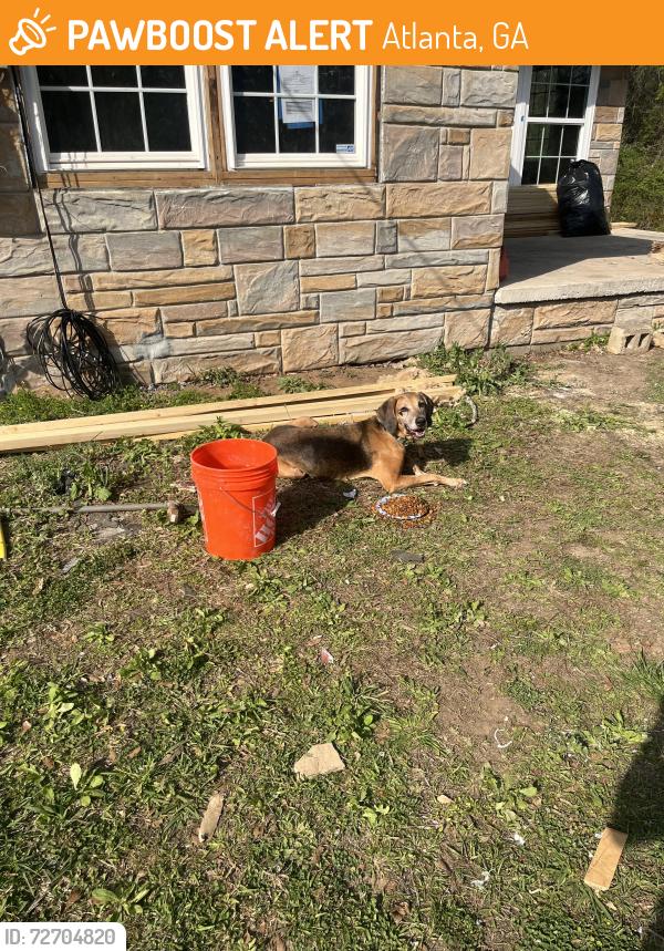 Found/Stray Male Dog last seen Vine city near belt line, Atlanta, GA 30318