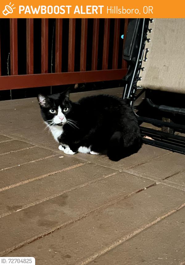 Found/Stray Male Cat last seen Cornelius Pass and Baseline, Hillsboro, OR 97124