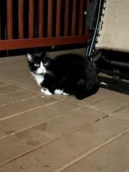 Found/Stray Male Cat last seen Cornelius Pass and Baseline, Hillsboro, OR 97124